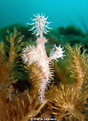 An Ornate Ghost Pipefish carrying its eggs.  This shot wa... by Grethel Dejaresco 